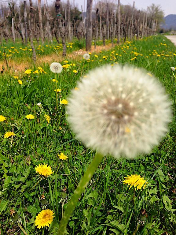 Casa Romea Lejlighed Cividale del Friuli Eksteriør billede
