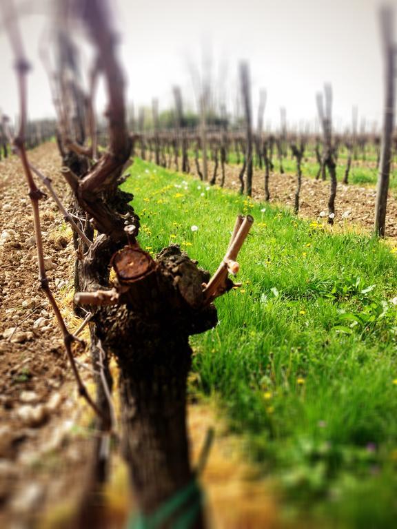 Casa Romea Lejlighed Cividale del Friuli Eksteriør billede